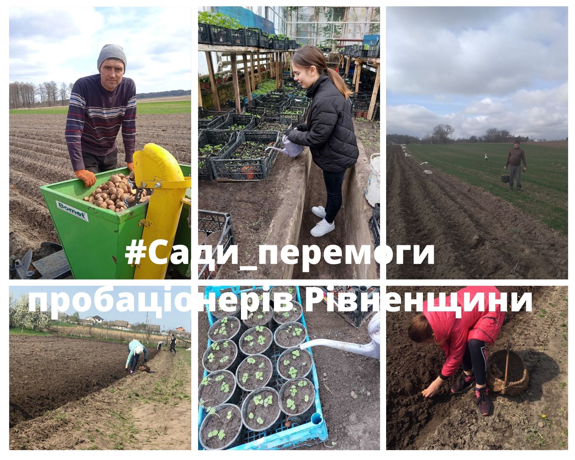 Пробаціонери Рівненщини долучилися до Всеукраїнської акції “Сади Перемоги”